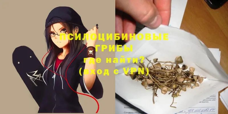 купить наркоту  Мирный  Галлюциногенные грибы Psilocybe 